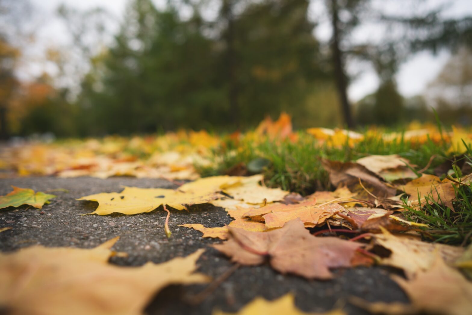 Autumn Home Maintenance Tips